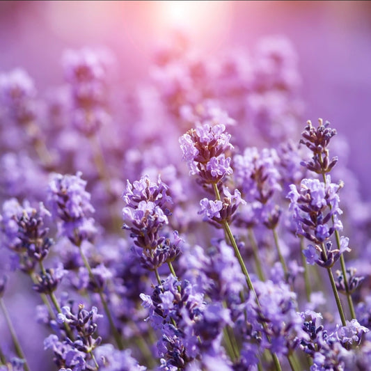 ABOUT LAVENDER
